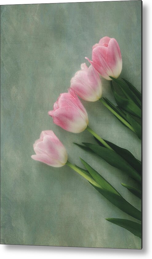 Tulip Metal Print featuring the photograph Four Pink Tulips by Kim Hojnacki