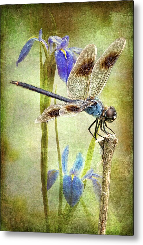 Four Spotted Pennant Dragonfly Metal Print featuring the photograph Four Spotted Pennant and Louisiana Irises by Bonnie Barry