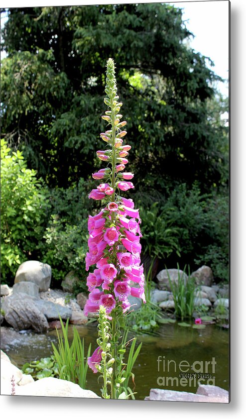 Flower Pictures Metal Print featuring the painting Foxglove Flowers - Pink by Corey Ford