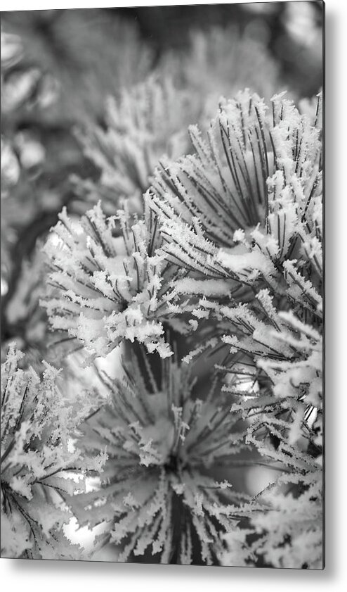 Pine Tree Metal Print featuring the photograph Frosted by Ivan Franklin