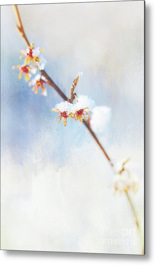 Witch Hazel Metal Print featuring the photograph Frosted Witch Hazel Blossoms by Anita Pollak
