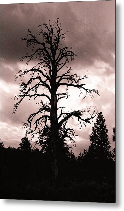 Preserved Tree Metal Print featuring the photograph Frozen in time by Imagery-at- Work