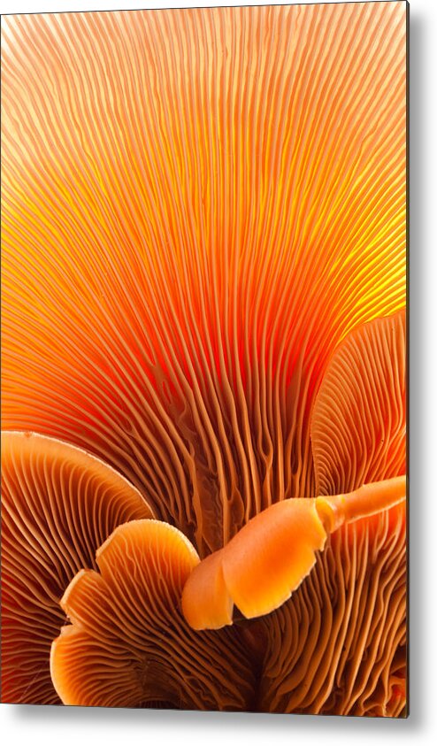 Macro Metal Print featuring the photograph Fungal Forest by Thomas Haney