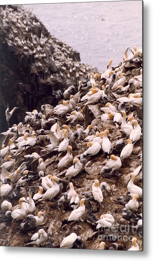 Gannet Metal Print featuring the photograph Gannet Cliffs by Mary Mikawoz