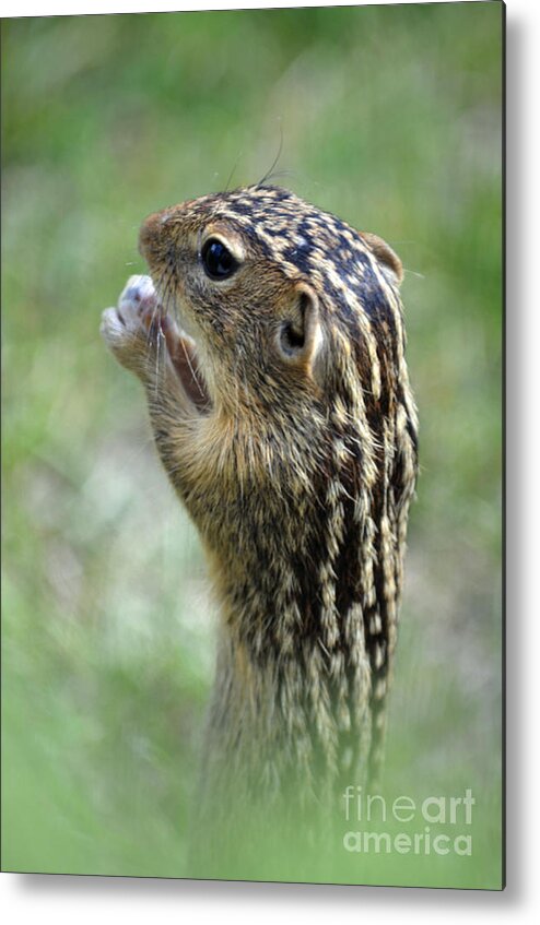 Squirrel Metal Print featuring the photograph Garden Pest by Deb Halloran