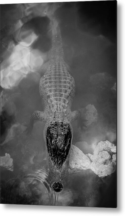 Gators Metal Print featuring the photograph Gator Drama by Hermes Fine Art