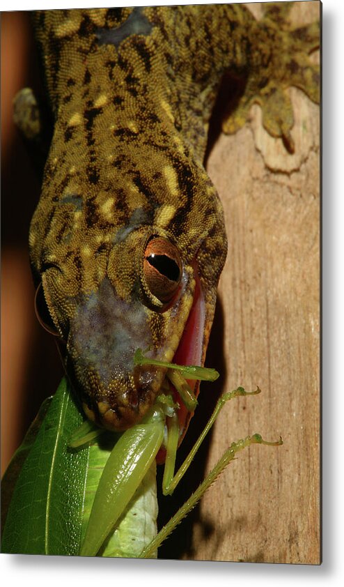 Lizard Metal Print featuring the photograph Gecko Feed by Bruce J Robinson