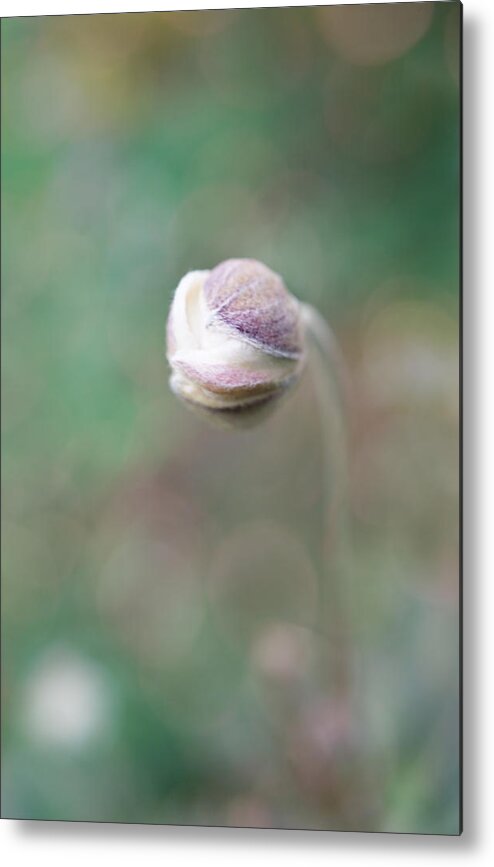 Gentle Metal Print featuring the photograph Gentle White Flower bud by Lilia S