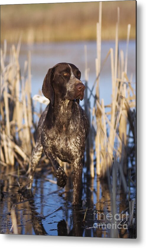 Gsp Metal Print featuring the photograph German Shorthair On Point - D000897 by Daniel Dempster