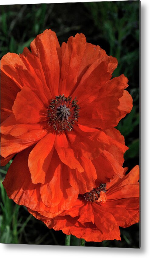 Flowers.poppy Metal Print featuring the photograph Giant Mountain Poppy by Ron Cline