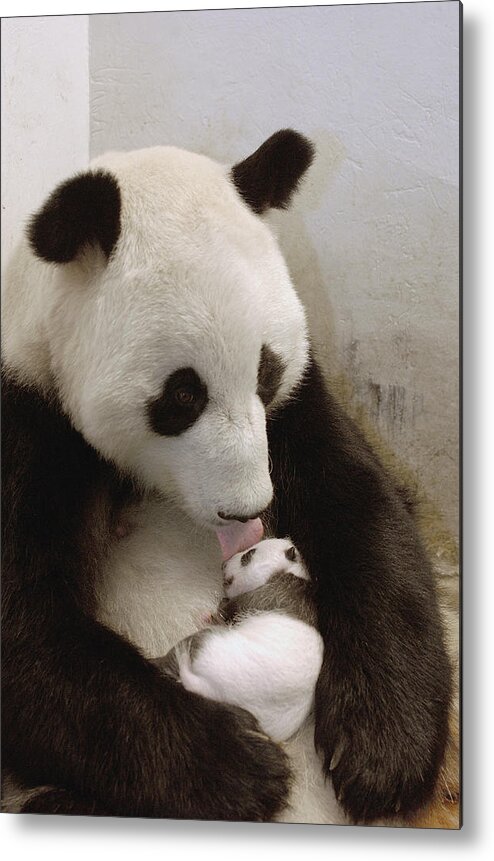 Mp Metal Print featuring the photograph Giant Panda Ailuropoda Melanoleuca Xi by Katherine Feng