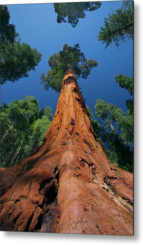 00553424 Metal Print featuring the photograph Giant Sequoia in Yosemite by Jeff Foott