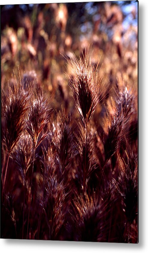 Nature Metal Print featuring the photograph Gideon by Randy Oberg