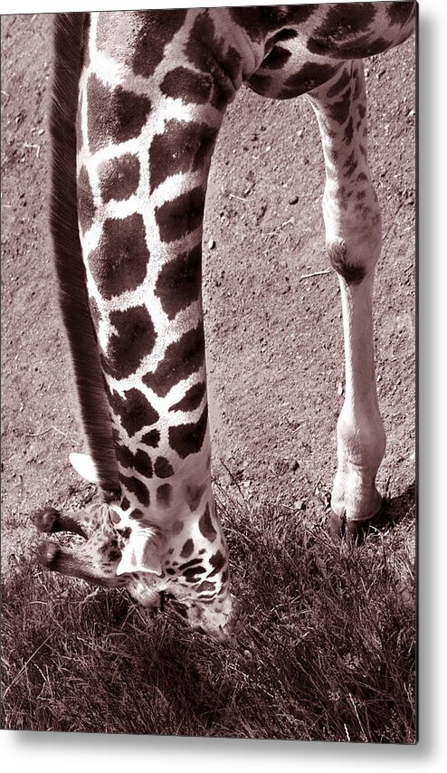 Giraffe Metal Print featuring the photograph Giraffe in Black and White by Barbara White