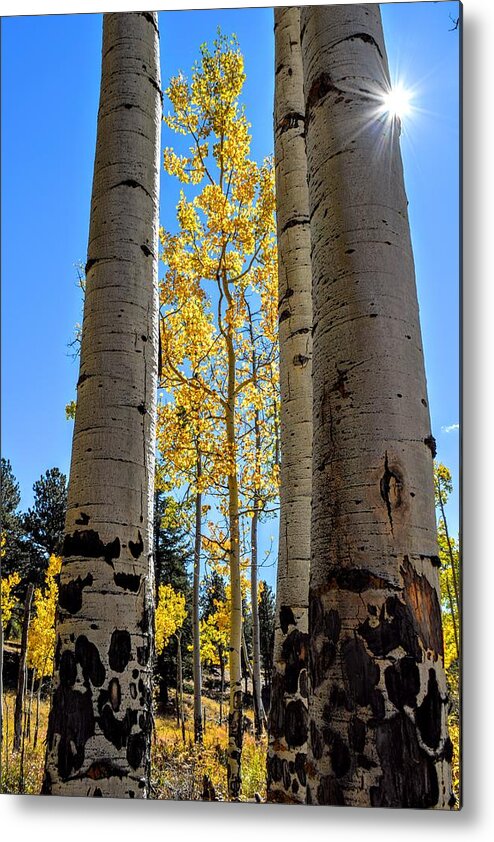 Aspens Metal Print featuring the photograph Glowing Grove by Michael Brungardt