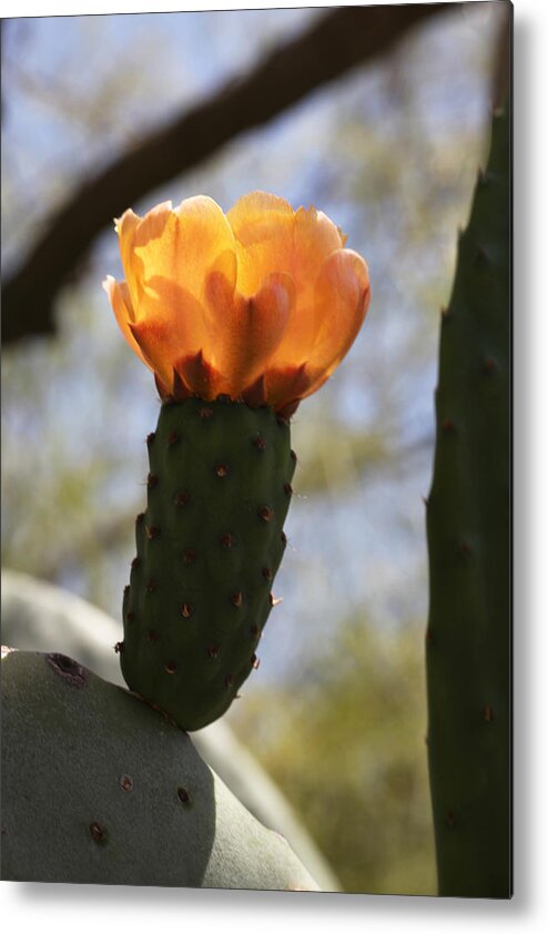 Orange Metal Print featuring the photograph Glowing Prickly Pear Cactus by Tammy Pool