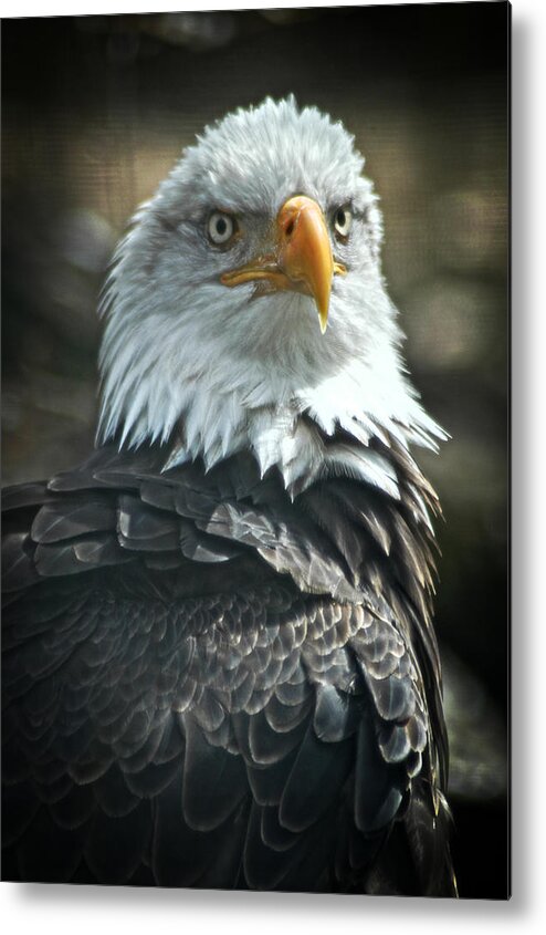 Bald Eagle Metal Print featuring the photograph God Bless America by Mike Martin