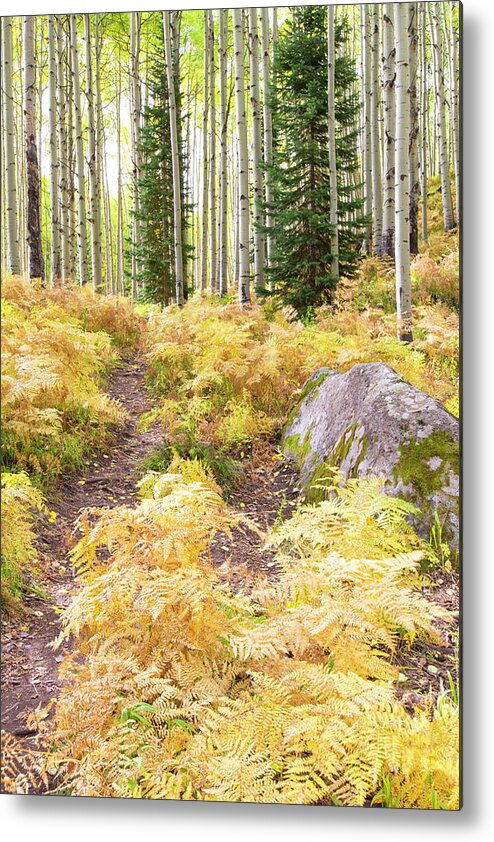 Ferns Metal Print featuring the photograph Golden Fern Path by Nancy Dunivin