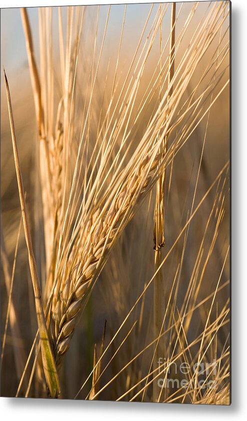 Agriculture Metal Print featuring the photograph Golden Grain by Cindy Singleton