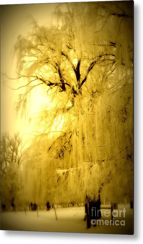 Winter Metal Print featuring the photograph Golden by Julie Lueders 