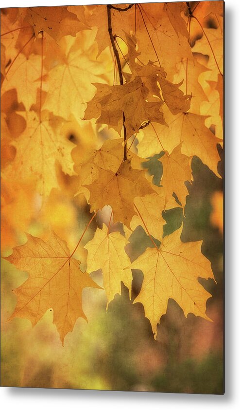 Maple Leaves Metal Print featuring the photograph Golden Maple by Saija Lehtonen