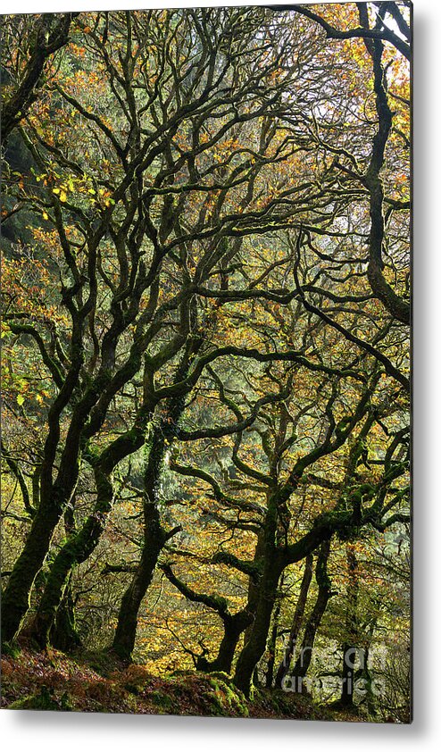 Oak Trees Metal Print featuring the photograph Golden Oaks by Andy Myatt