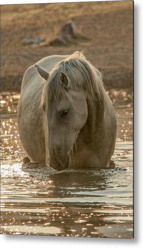 Horse Metal Print featuring the photograph Golden Pond Mare by Kent Keller