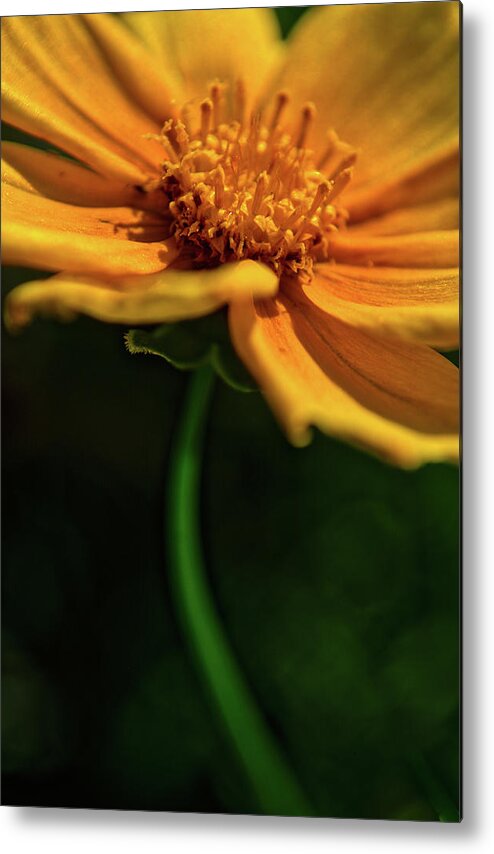 Ohio Metal Print featuring the photograph Golden by Stewart Helberg