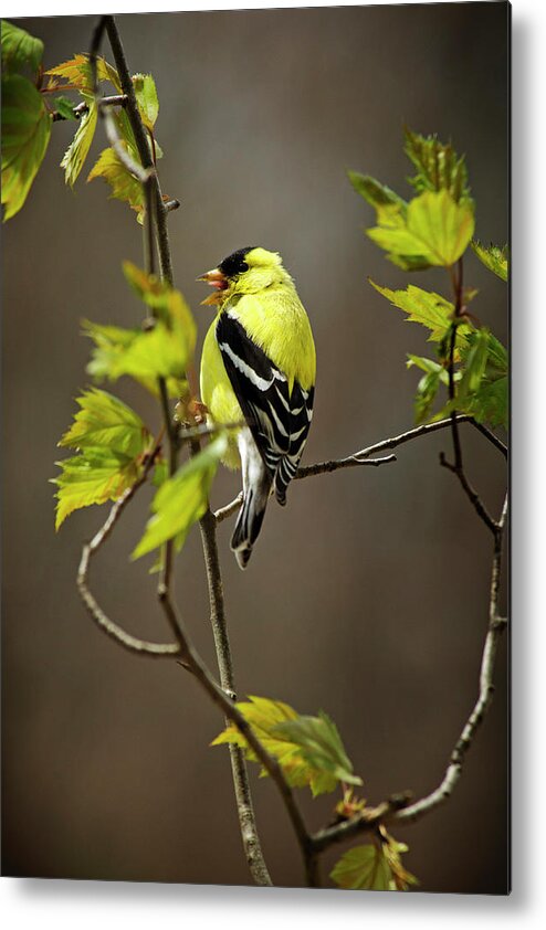 Bird Metal Print featuring the photograph Goldfinch Suspended In Song by Christina Rollo