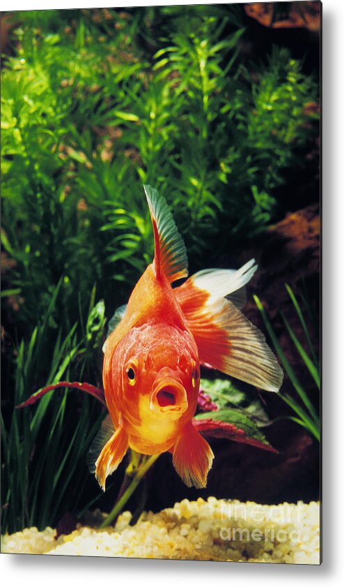 Adult Metal Print featuring the photograph Goldfish Carassius Auratus by Gerard Lacz