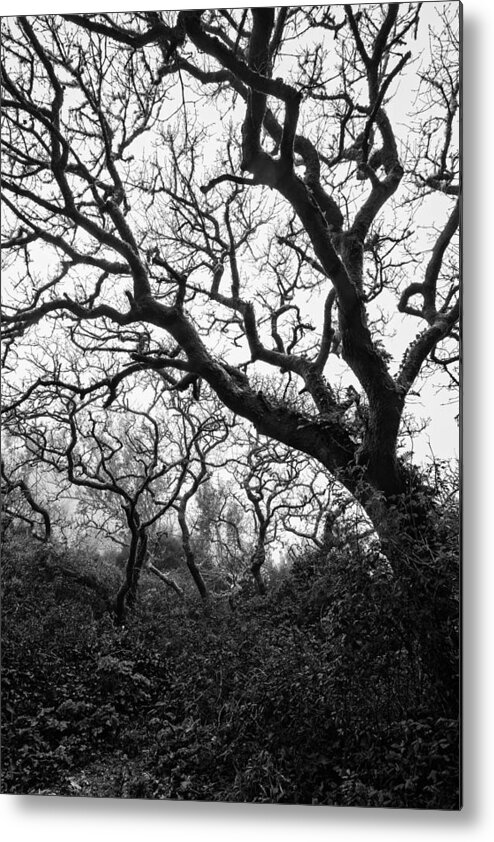 Gothic Metal Print featuring the photograph Gothic Woods II by Marco Oliveira