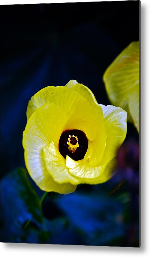 Flower Opening Metal Print featuring the photograph Grand Opening by Debbie Karnes