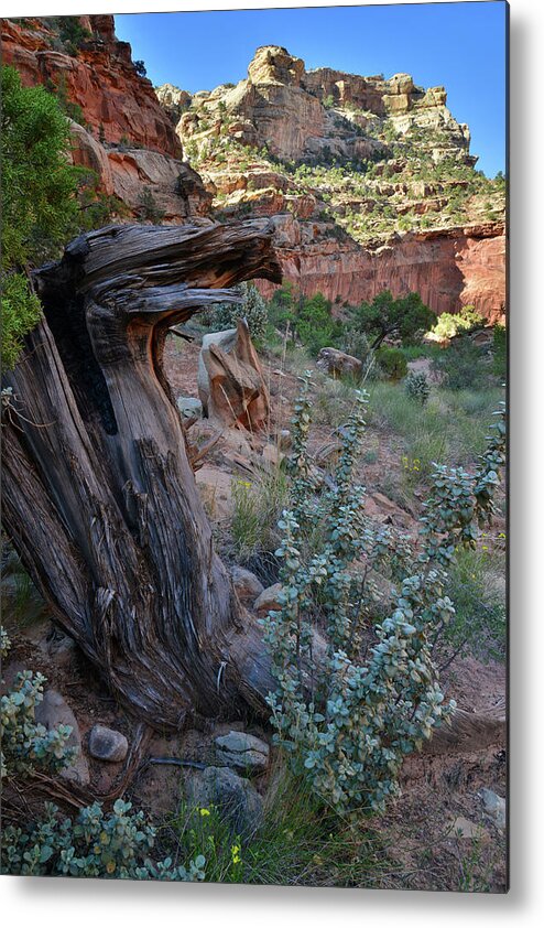 Capitol Reef National Park Metal Print featuring the photograph Grand Wash Butte by Ray Mathis