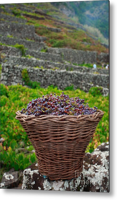 Basket Metal Print featuring the photograph Grape harvest by Gaspar Avila