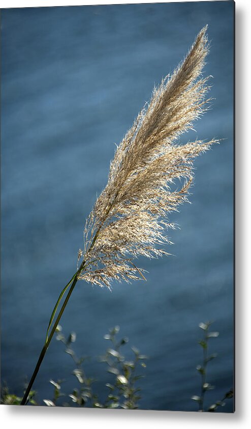 Grass Metal Print featuring the photograph Grass Seed Head by Chris Day