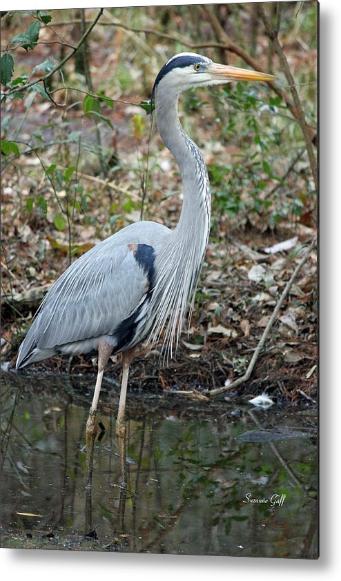 Great Blue Heron Metal Print featuring the photograph Great Blue Heron 1-1-11 by Suzanne Gaff