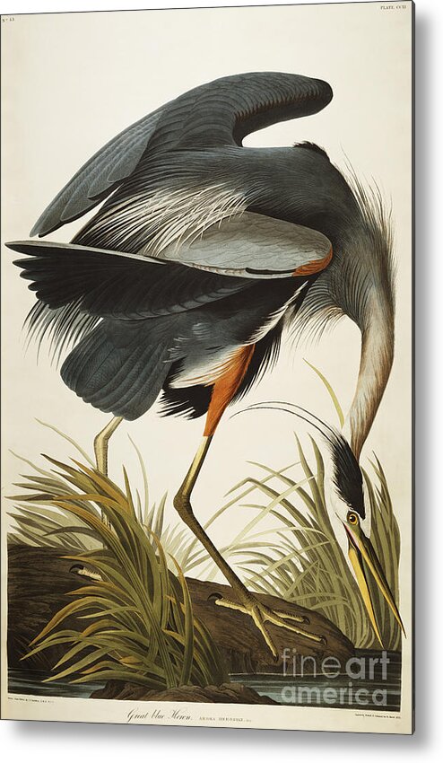 Great Blue Heron Metal Print featuring the drawing Great Blue Heron by John James Audubon