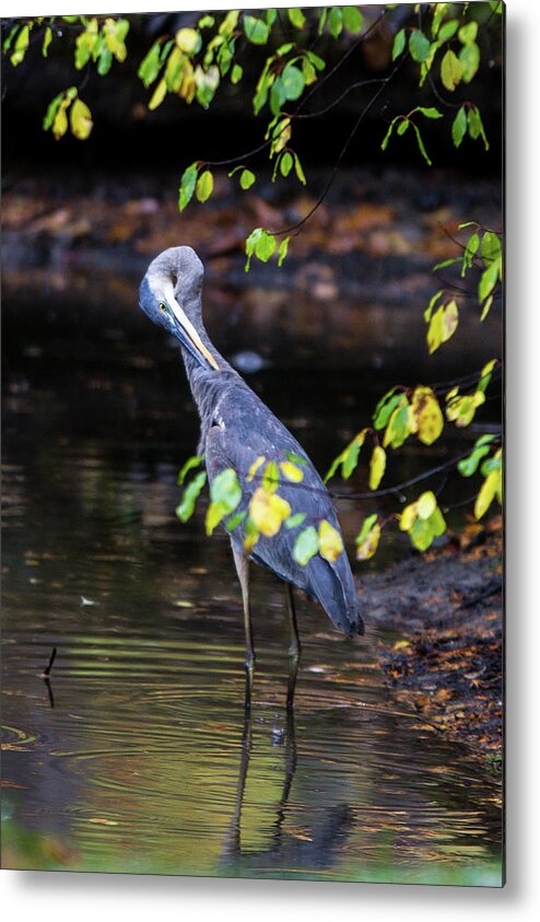 Great Blue Heron Metal Print featuring the photograph Great Blue Heron with an itch by Darryl Hendricks