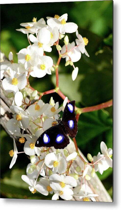 Butterfly Metal Print featuring the photograph Great Eggfly Butterfly by Richard Bryce and Family