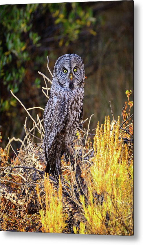 Great Grey Owl Metal Print featuring the photograph Great Grey Owl Portrait by Greg Norrell