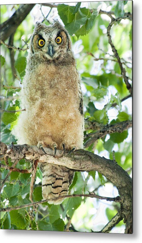 Owl Metal Print featuring the photograph Great Horned Owl by Gary Beeler
