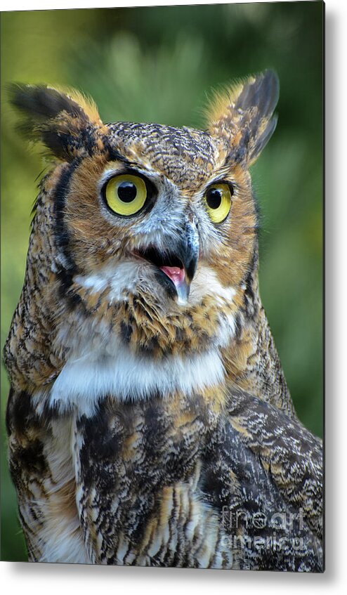 Great Horned Owl Metal Print featuring the photograph Great Horned Owl Smiling by Amy Porter