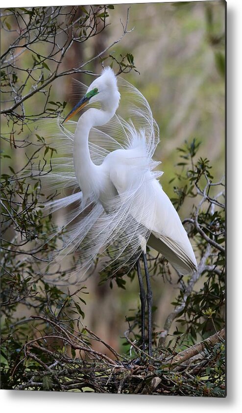 Great White Egret Metal Print featuring the photograph Great White Egret IV by Carol Montoya