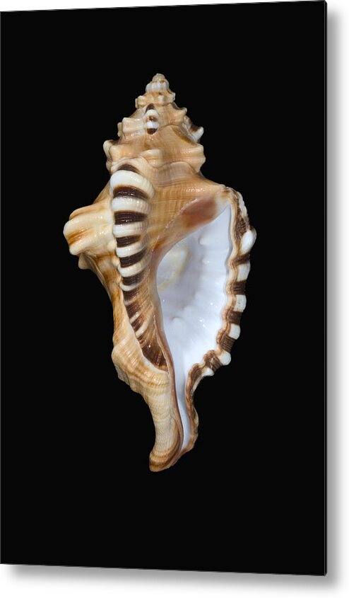 Animal Art Metal Print featuring the photograph Great White Tooth by Dave Fleetham - Printscapes