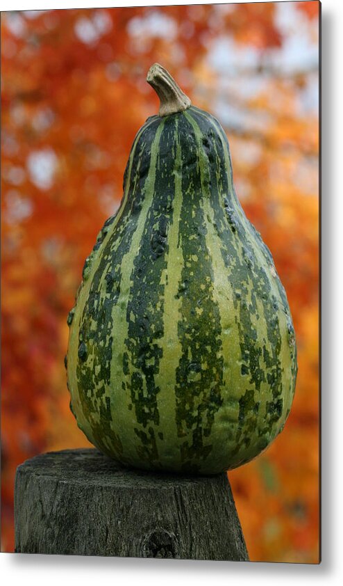 Gourd Metal Print featuring the photograph Green Gourd Balance by Tammy Pool
