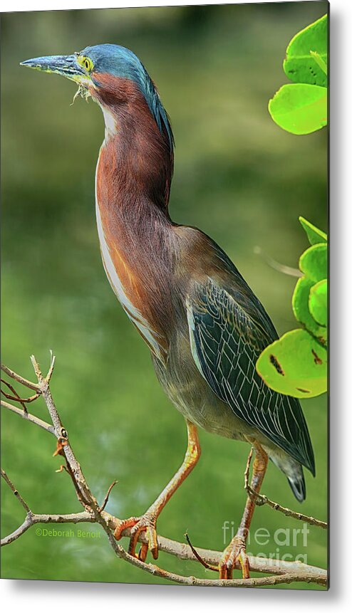 Green Heron Metal Print featuring the photograph Green Heron Pose by Deborah Benoit