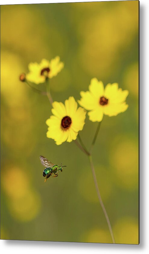 Bee Metal Print featuring the photograph Green Metallic Bee by Paul Rebmann