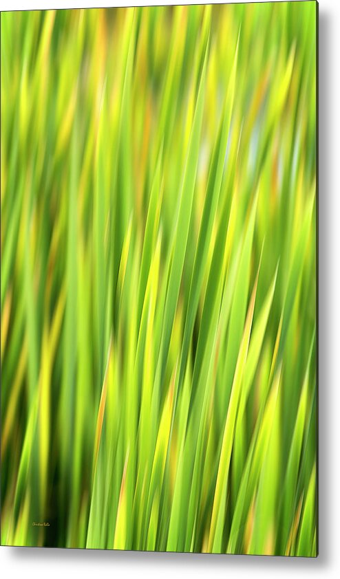 Green Abstract Metal Print featuring the photograph Green Nature Abstract by Christina Rollo