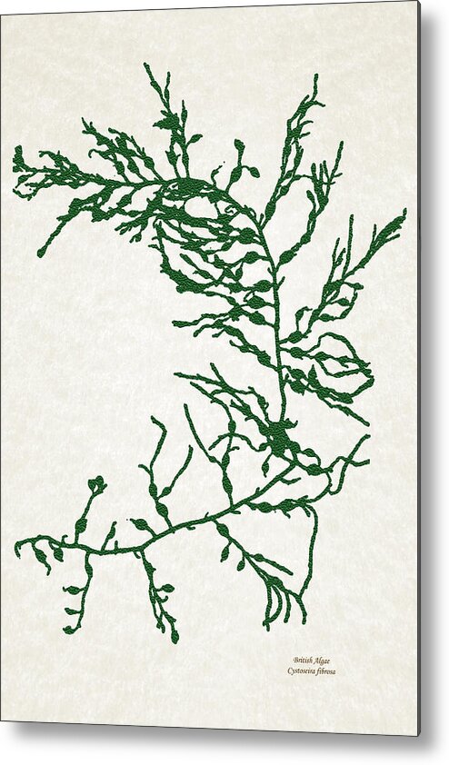 Algae Metal Print featuring the mixed media Green Seaweed Art Cystoseira Fibrosa by Christina Rollo