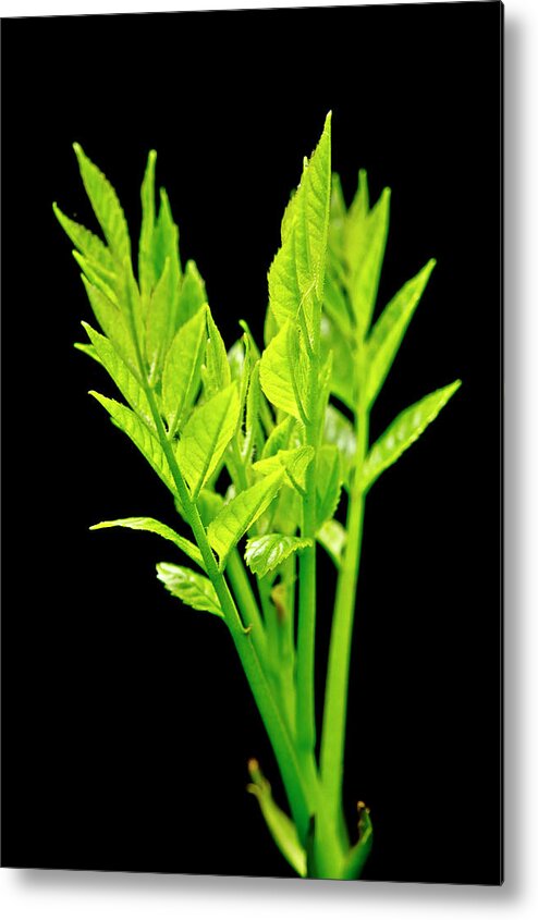 Forest Metal Print featuring the photograph Green Spurs and Sunlight. by Elena Perelman
